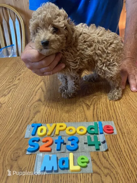 Tyler – Poodle - Toy  puppy for sale in Ansonia, OH