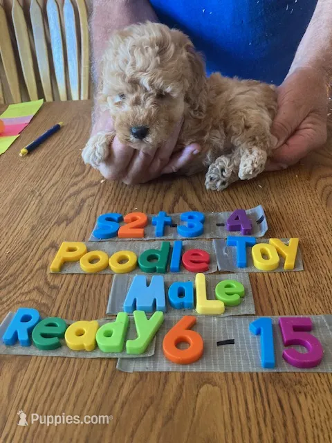 Jackson – Poodle - Toy  puppy for sale in Ansonia, OH
