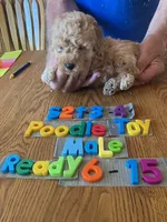 Jackson, a male Poodle - Toy  for sale in Ansonia, OH – 1 of 1