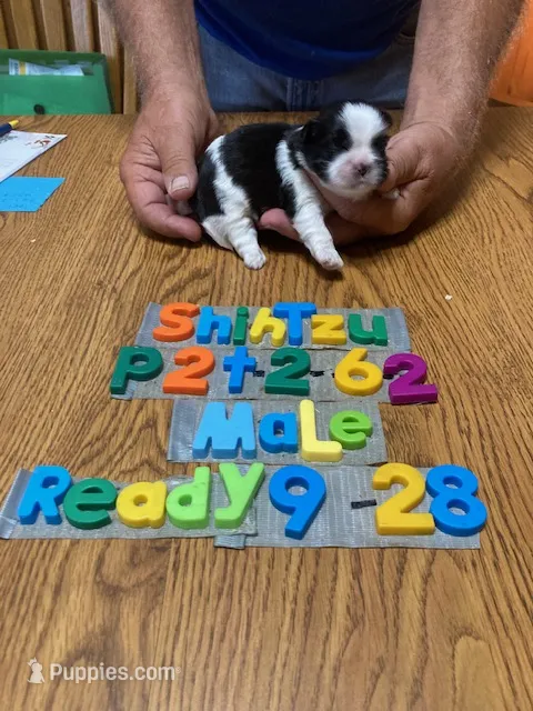 Brady – Shih Tzu puppy for sale in Ansonia, OH