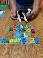 Brady, a male Shih Tzu for sale in Ansonia, OH – 1 of 1