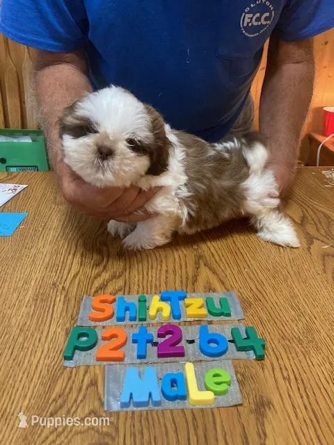 Buddy – Shih Tzu puppy for sale in Ansonia, OH