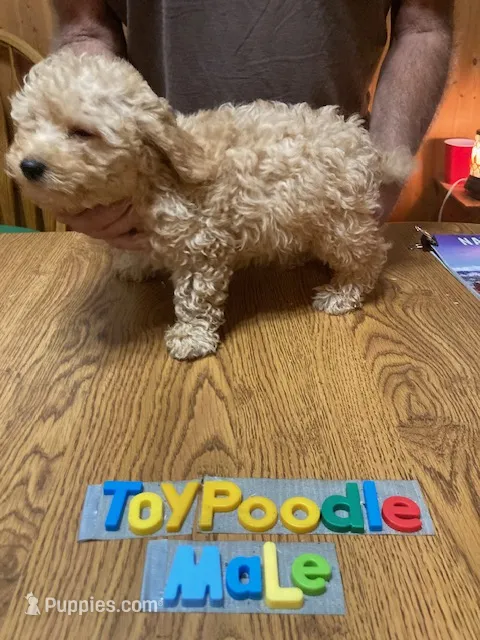 Brad – Poodle - Toy  puppy for sale in Ansonia, OH