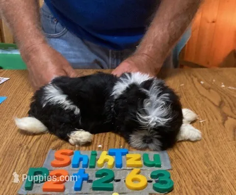 Tabitha – Shih Tzu puppy for sale in Ansonia, OH