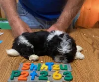 Tabitha, a female Shih Tzu for sale in Ansonia, OH – 1 of 1