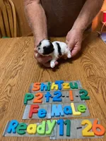 Heather, a female Shih Tzu for sale in Ansonia, OH – 1 of 1