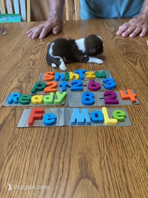 Megan – Shih Tzu puppy for sale in Ansonia, OH