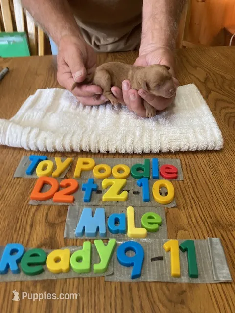 Craig – Poodle - Toy  puppy for sale in Ansonia, OH