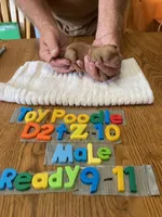 Craig, a male Poodle - Toy  for sale in Ansonia, OH – 1 of 1