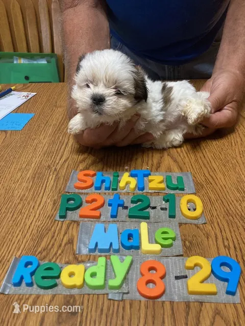 Kase – Shih Tzu puppy for sale in Ansonia, OH