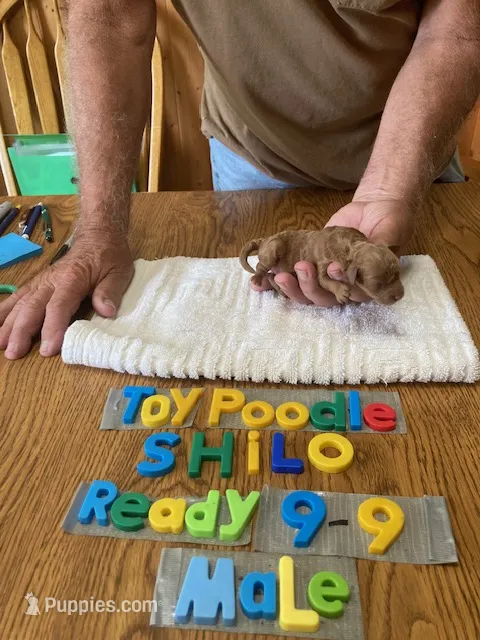 Trevor – Poodle - Toy  puppy for sale in Ansonia, OH