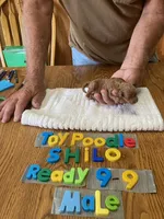 Trevor, a male Poodle - Toy  for sale in Ansonia, OH – 1 of 1