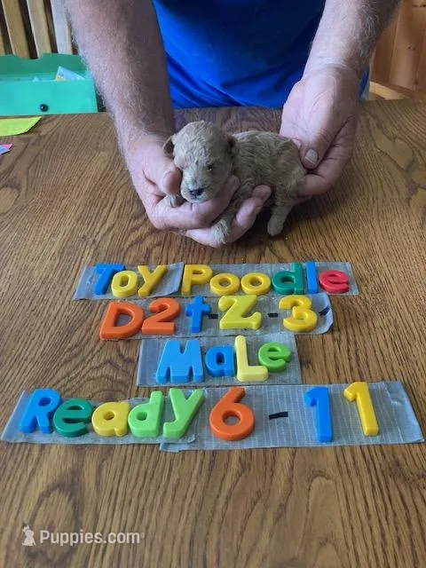 Blake – Poodle - Toy  puppy for sale in Ansonia, OH