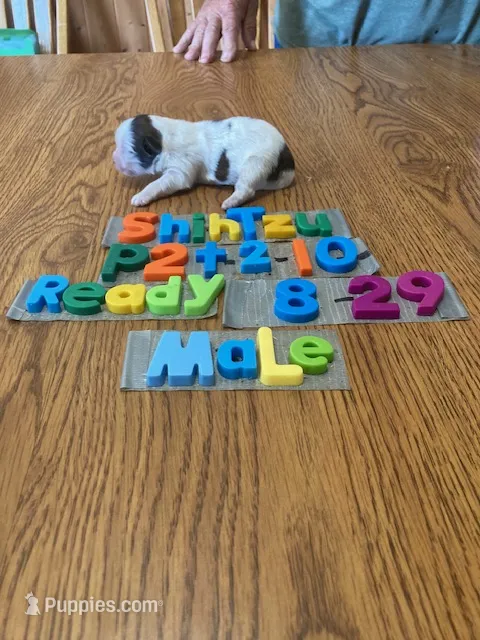 Kase – Shih Tzu puppy for sale in Ansonia, OH