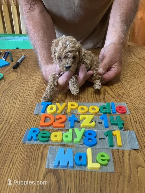 Seth – Poodle - Toy  puppy for sale in Ansonia, OH