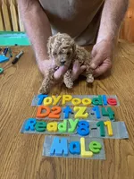 Seth, a male Poodle - Toy  for sale in Ansonia, OH – 1 of 1