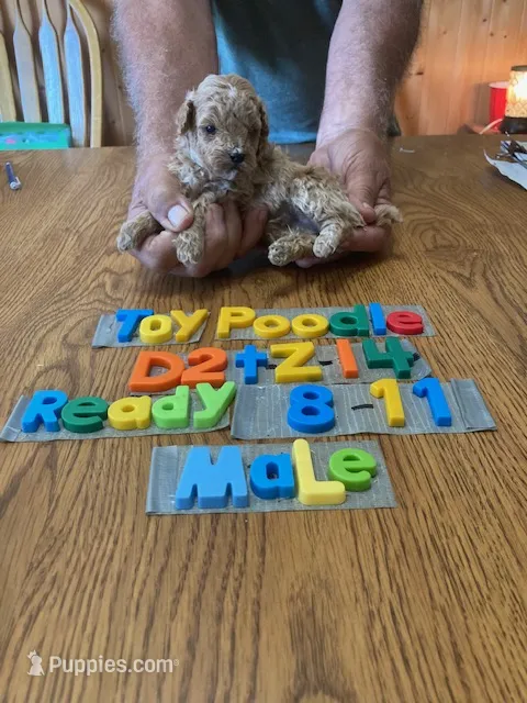 Jake – Poodle - Toy  puppy for sale in Ansonia, OH