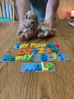 Jake, a male Poodle - Toy  for sale in Ansonia, OH – 1 of 1