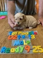 Brad, a male Poodle - Toy  for sale in Ansonia, OH – 1 of 1