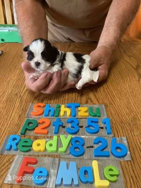 Fran – Shih Tzu puppy for sale in Ansonia, OH