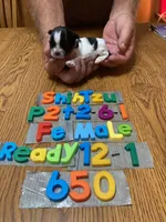 Charolette, a female Shih Tzu for sale in Ansonia, OH – 1 of 1
