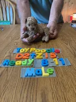 Max, a male Poodle - Toy  for sale in Ansonia, OH – 1 of 1
