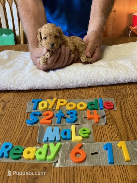 Max – Poodle - Toy  puppy for sale in Ansonia, OH