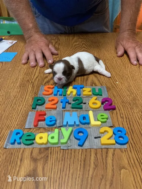 Penny – Shih Tzu puppy for sale in Ansonia, OH