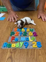 Penny, a female Shih Tzu for sale in Ansonia, OH – 1 of 1