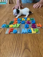 Bella, a female Shih Tzu for sale in Ansonia, OH – 1 of 1