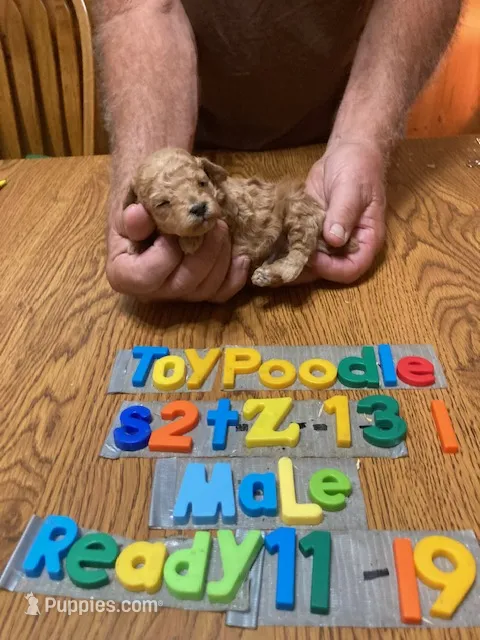 Bobby – Poodle - Toy  puppy for sale in Ansonia, OH