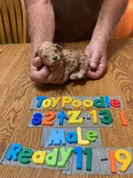 Bobby, a male Poodle - Toy  for sale in Ansonia, OH – 1 of 1