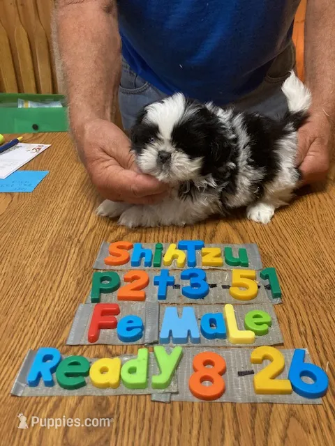 Zella – Shih Tzu puppy for sale in Ansonia, OH