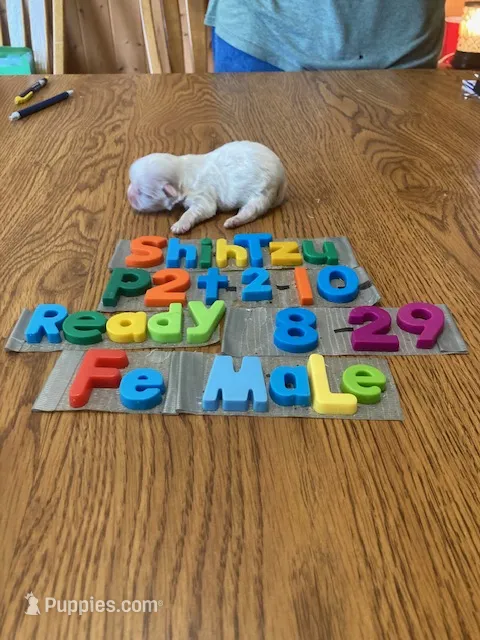 Molly – Shih Tzu puppy for sale in Ansonia, OH