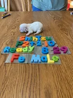 Molly, a female Shih Tzu for sale in Ansonia, OH – 1 of 1
