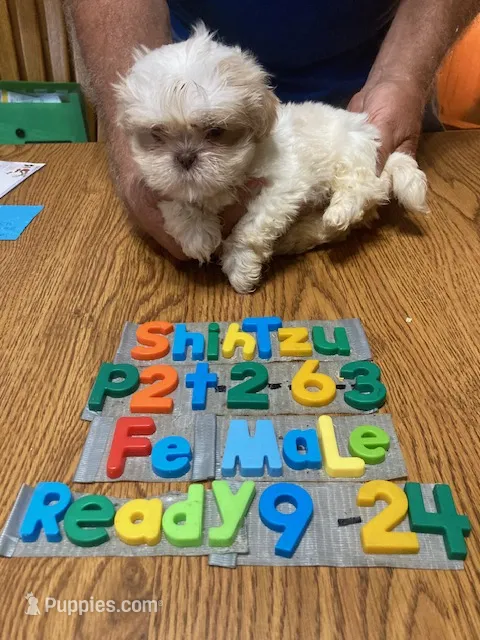 Mary – Shih Tzu puppy for sale in Ansonia, OH
