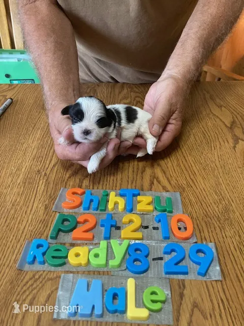 Joey – Shih Tzu puppy for sale in Ansonia, OH