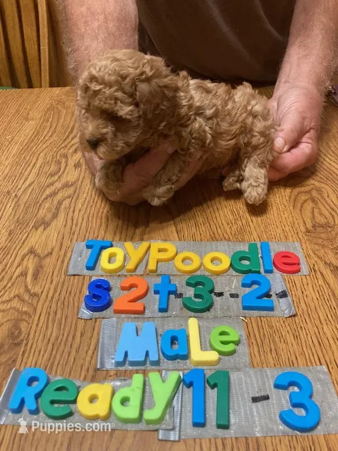 Mixon – Poodle - Toy  puppy for sale in Ansonia, OH