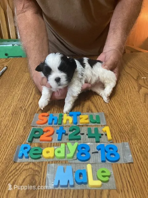 Brian – Shih Tzu puppy for sale in Ansonia, OH