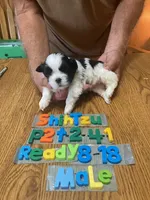 Brian, a male Shih Tzu for sale in Ansonia, OH – 1 of 1