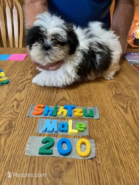 Andy – Shih Tzu puppy for sale in Ansonia, OH