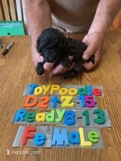 Patty – Poodle - Toy  puppy for sale in Ansonia, OH