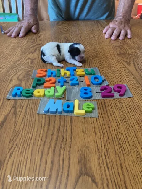 Joey – Shih Tzu puppy for sale in Ansonia, OH