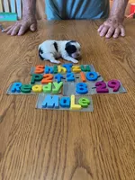 Joey, a male Shih Tzu for sale in Ansonia, OH – 1 of 1