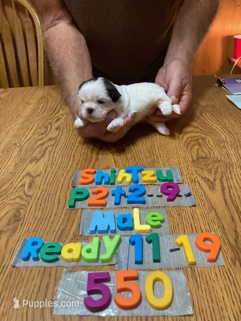 Matthew – Shih Tzu puppy for sale in Ansonia, OH