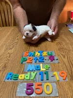 Matthew, a male Shih Tzu for sale in Ansonia, OH – 1 of 1
