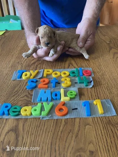 Jackson, a male Poodle - Toy  for sale in Ansonia, OH – Photo 1 of 1