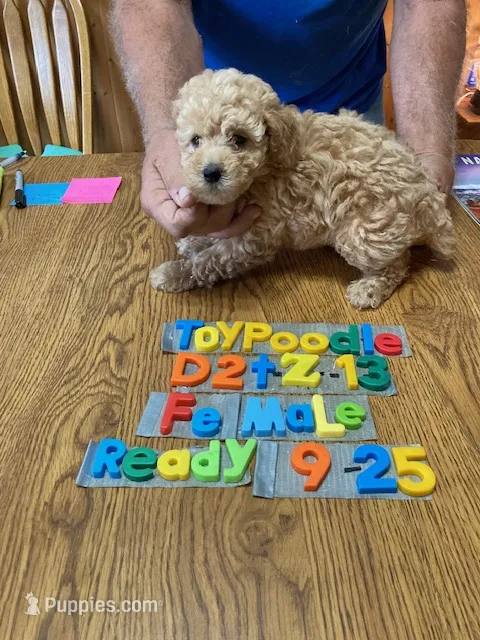 Charolette – Poodle - Toy  puppy for sale in Ansonia, OH