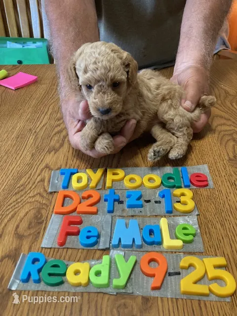 Charolette – Poodle - Toy  puppy for sale in Ansonia, OH