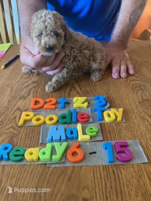 Blake – Poodle - Toy  puppy for sale in Ansonia, OH